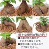 色まで楽しめる土を使わない観葉植物！レインボークリスタル 2鉢セット｜ハイドロカルチャー・水耕栽培・風水