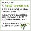 色まで楽しめる土を使わない観葉植物！レインボークリスタル 2鉢セット｜ハイドロカルチャー・水耕栽培・風水
