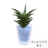 色まで楽しめる土を使わない観葉植物！レインボークリスタル 2鉢セット｜ハイドロカルチャー・水耕栽培・風水