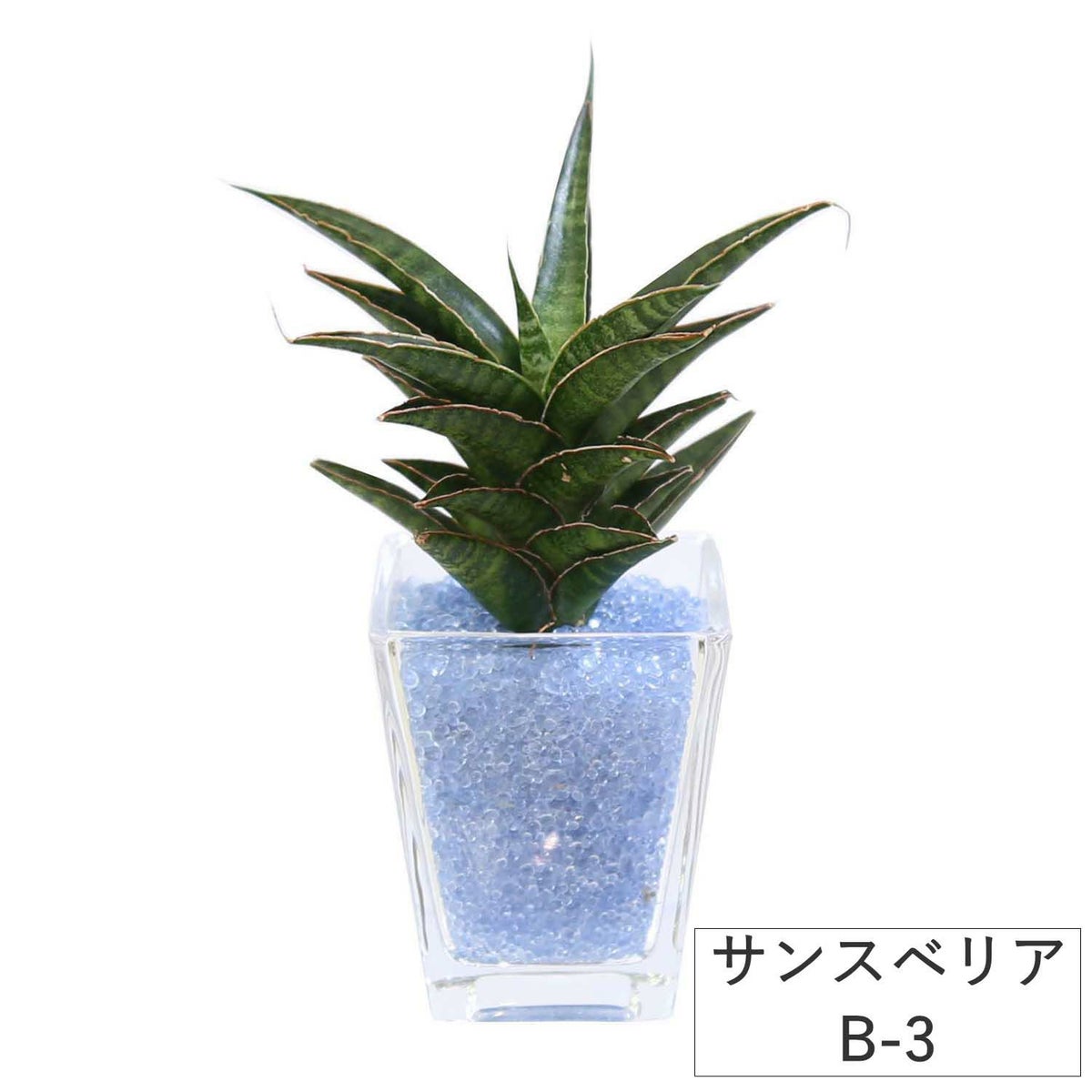 色まで楽しめる土を使わない観葉植物！レインボークリスタル 2鉢セット｜ハイドロカルチャー・水耕栽培・風水