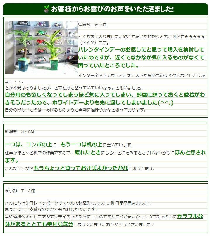 色まで楽しめる土を使わない観葉植物！レインボークリスタル 2鉢セット｜ハイドロカルチャー・水耕栽培・風水