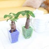 色まで楽しめる土を使わない観葉植物！レインボークリスタル 2鉢セット｜ハイドロカルチャー・水耕栽培・風水