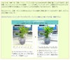 色まで楽しめる土を使わない観葉植物！レインボークリスタル 2鉢セット｜ハイドロカルチャー・水耕栽培・風水