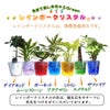 色まで楽しめる土を使わない観葉植物！レインボークリスタル 2鉢セット｜ハイドロカルチャー・水耕栽培・風水
