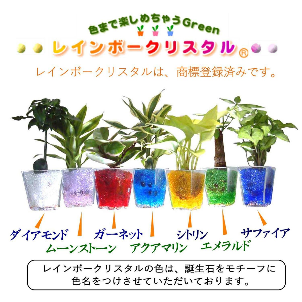 色まで楽しめる土を使わない観葉植物！レインボークリスタル 2鉢セット｜ハイドロカルチャー・水耕栽培・風水