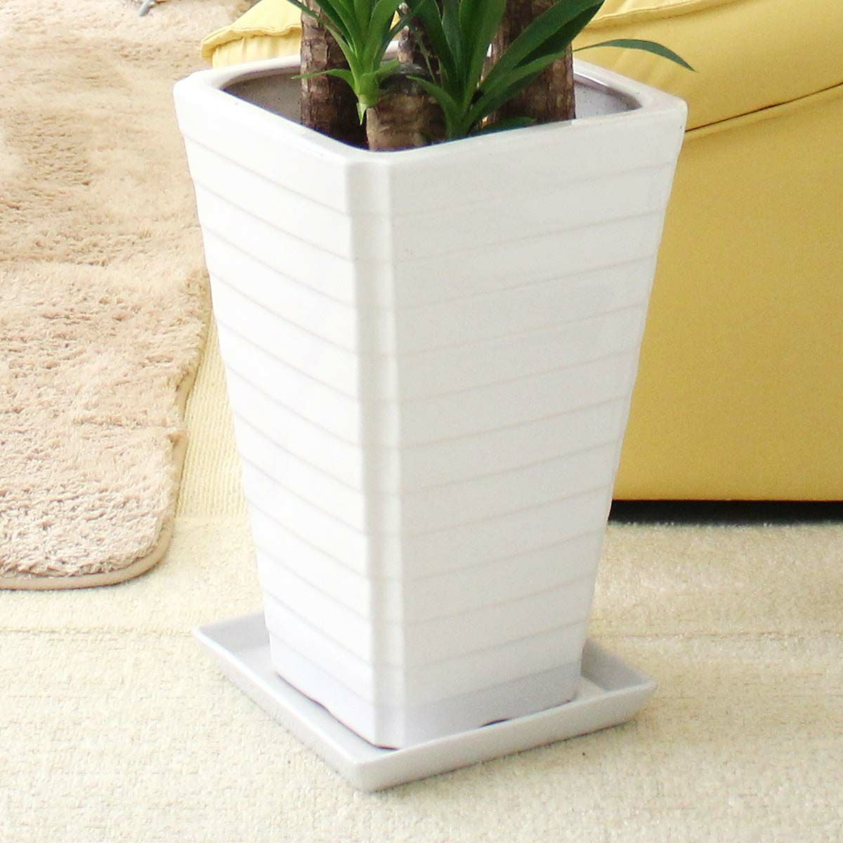 青年の木（ユッカ） 8号