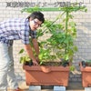 しゅうかく菜（野菜栽培プランター）