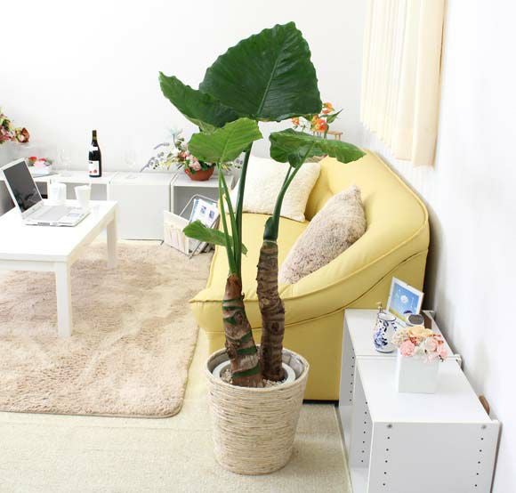 クワズイモ 8号 ホワイトバスケット 通販 販売｜観葉植物の