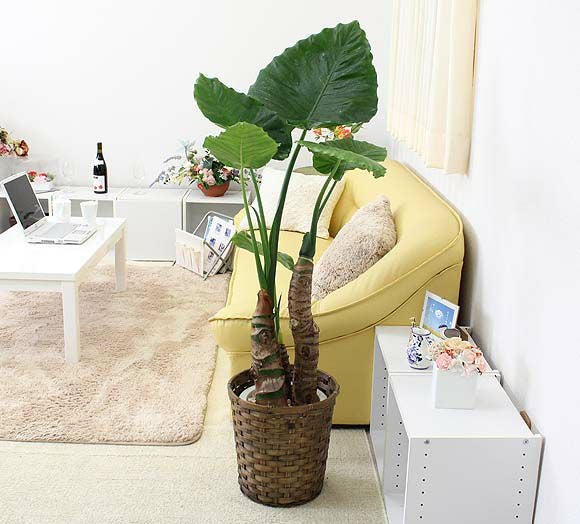 クワズイモ 通販 販売｜観葉植物のブルーミングスケープ