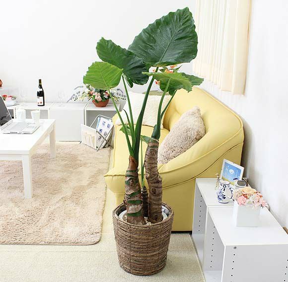 クワズイモ 通販 販売｜観葉植物のブルーミングスケープ