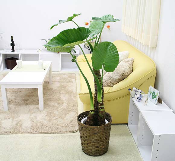 クワズイモ 8号 単品 通販 販売｜観葉植物のブルーミングスケープ