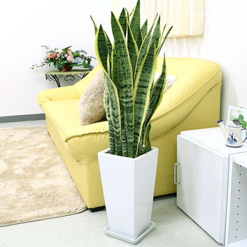 サンスベリア 7号 陶器鉢 通販 販売｜観葉植物のブルーミングスケープ