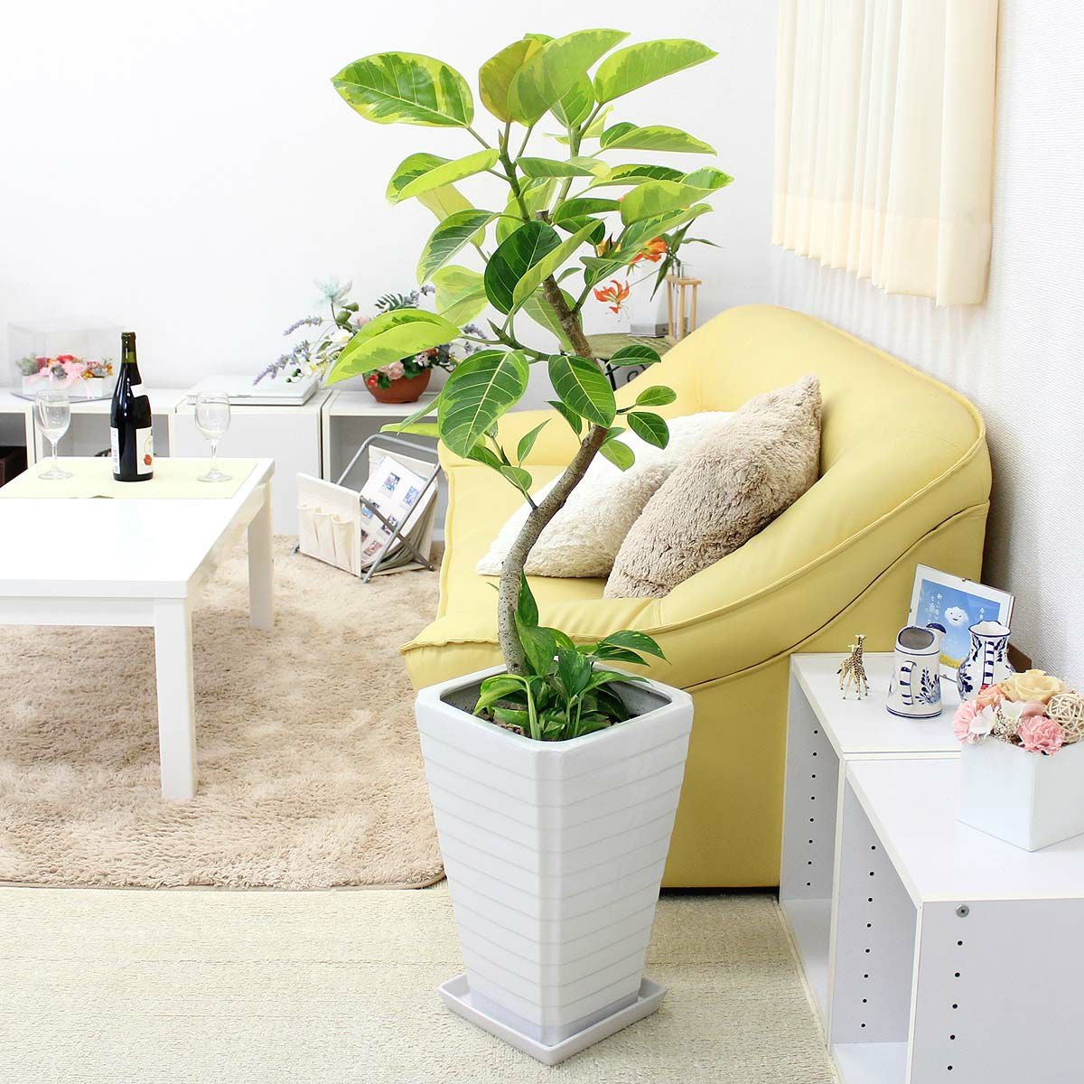 スパイラル仕立てのアルティシーマ 通販 販売｜観葉植物のブルーミング