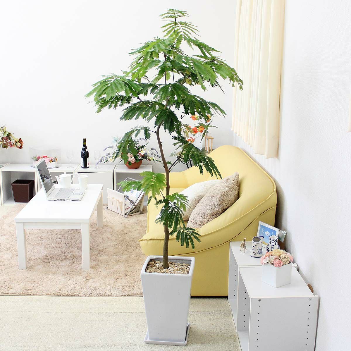 観葉植物 エバーフレッシュ 165cm 10号 everfresh-49_1.jpg?1733192449