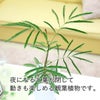 夜になると葉を閉じます。
