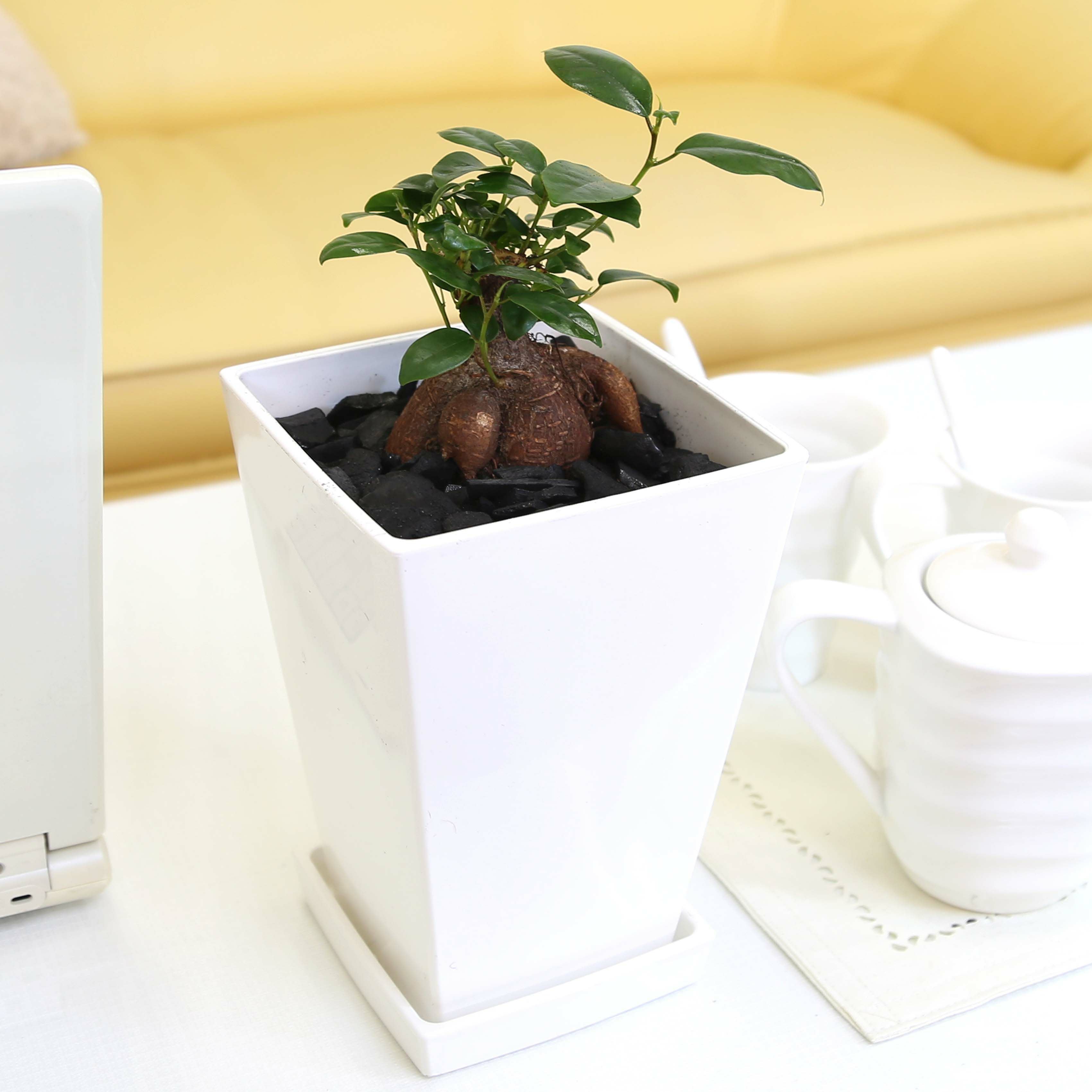 ガジュマル 5号 プラ鉢 通販 販売｜観葉植物のブルーミングスケープ