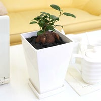 妖精がすむといわれているおもしろガジュマル 5号