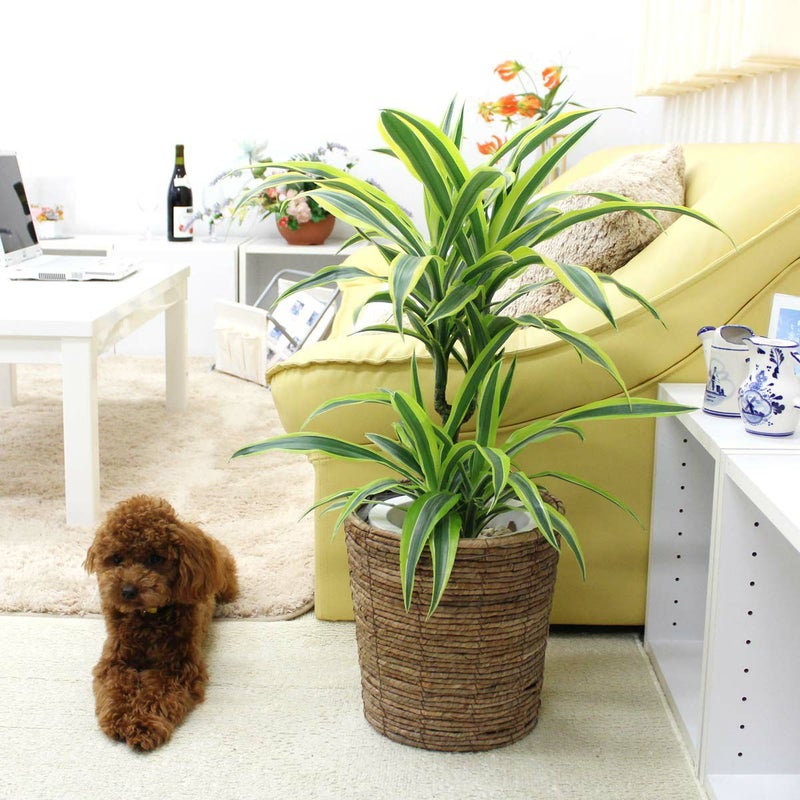 ドラセナ デレメンシス レモンライム 7号