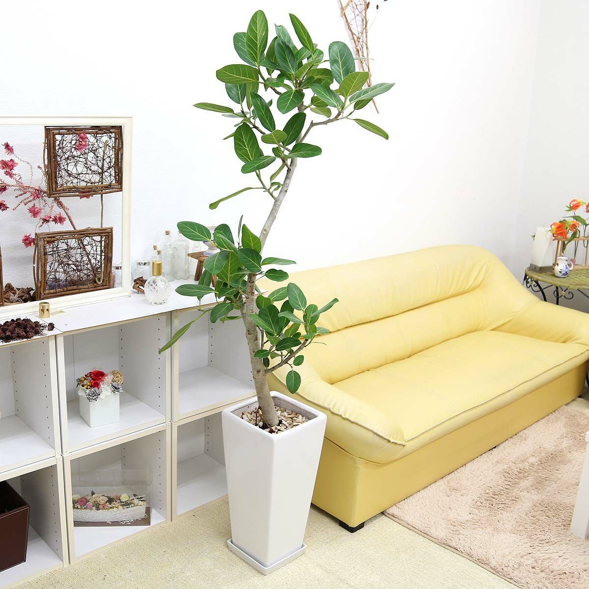ベンガレンシス 10号 陶器鉢 Z 通販 販売｜観葉植物のブルーミングスケープ
