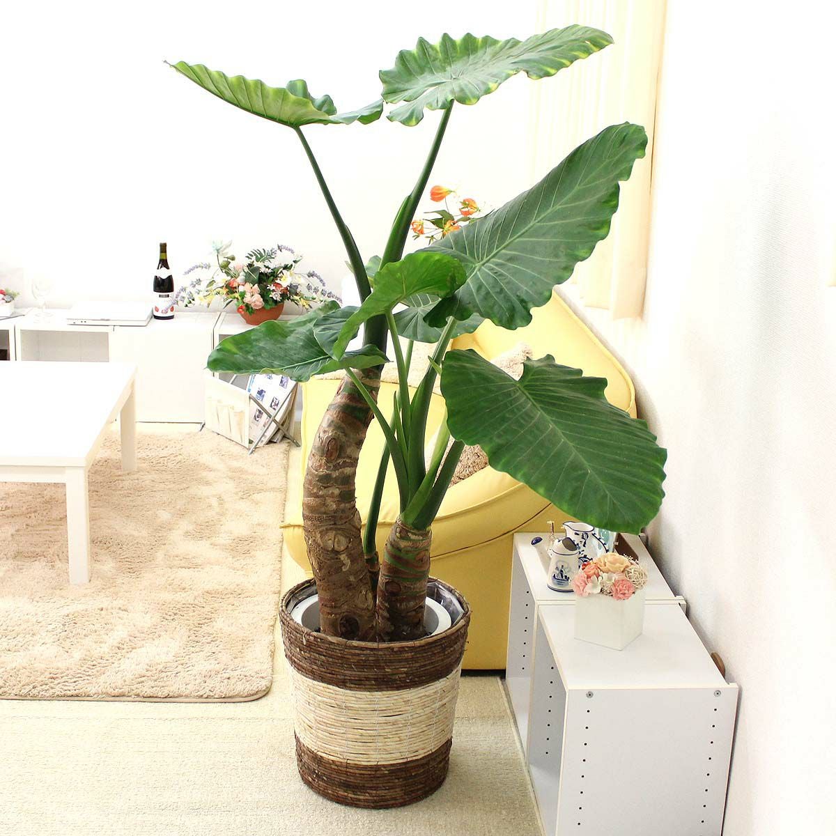 観葉植物 クワズイモ クワズイモ [観葉植物] | Herbree・観葉植物の通販
