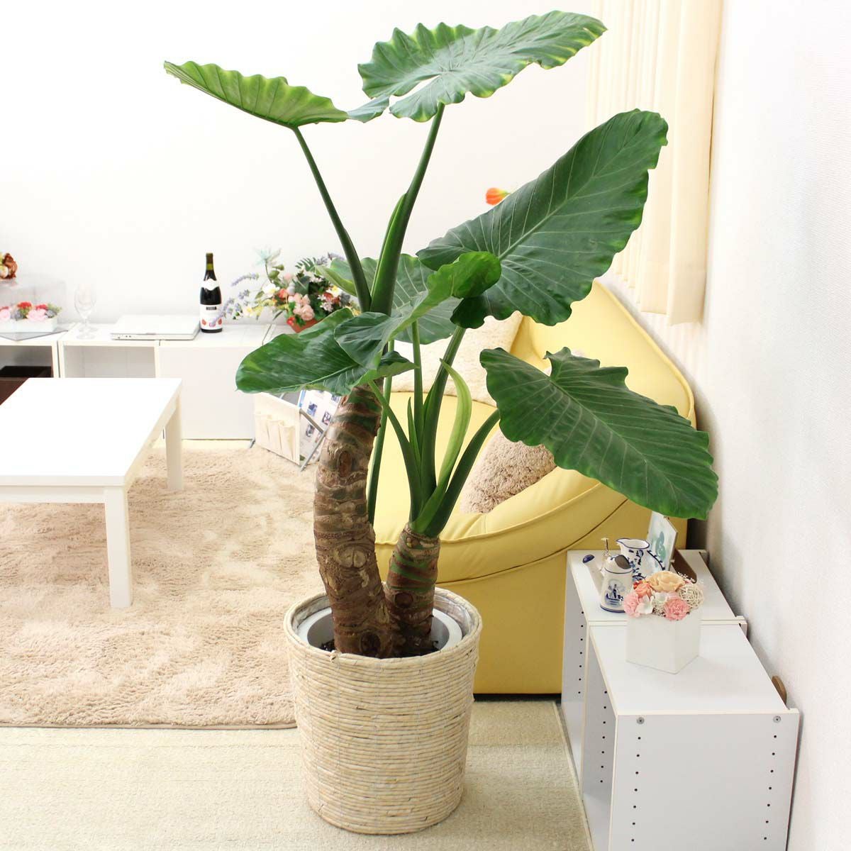 クワズイモ　鉢植え室内 クワズイモ 10号 ホワイト鉢カバー 通販 販売｜観葉植物のブルーミング