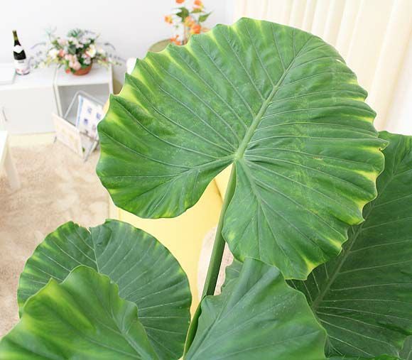 クワズイモ 10号