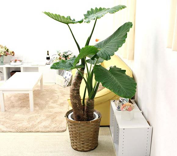 クワズイモ 10号 通販 販売｜観葉植物のブルーミングスケープ