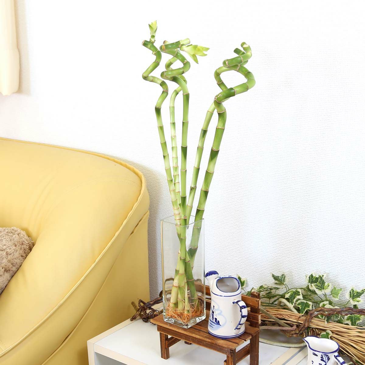 土を使わない観葉植物 開運竹 ミリオンバンブー