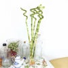 土を使わない観葉植物 開運竹 ミリオンバンブー