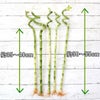 土を使わない観葉植物 開運竹 ミリオンバンブー