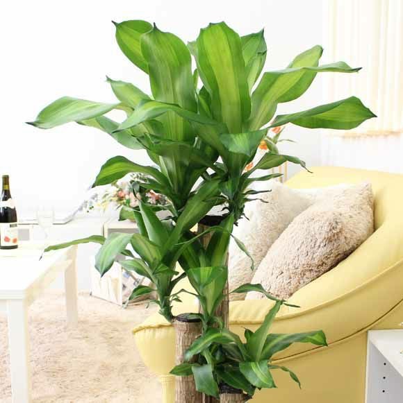 幸福の木 7号（朴タイプ）+ブラウンバスケット鉢カバー