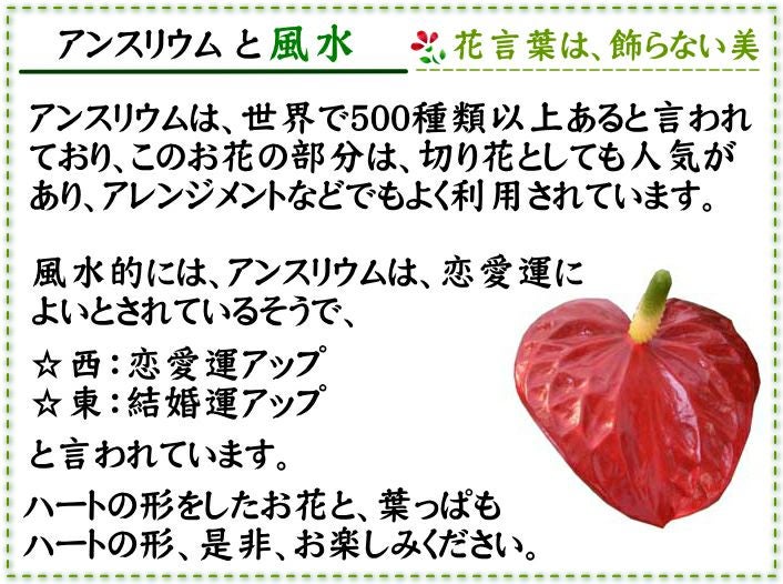 アンスリウム（アンスリューム）と風水
