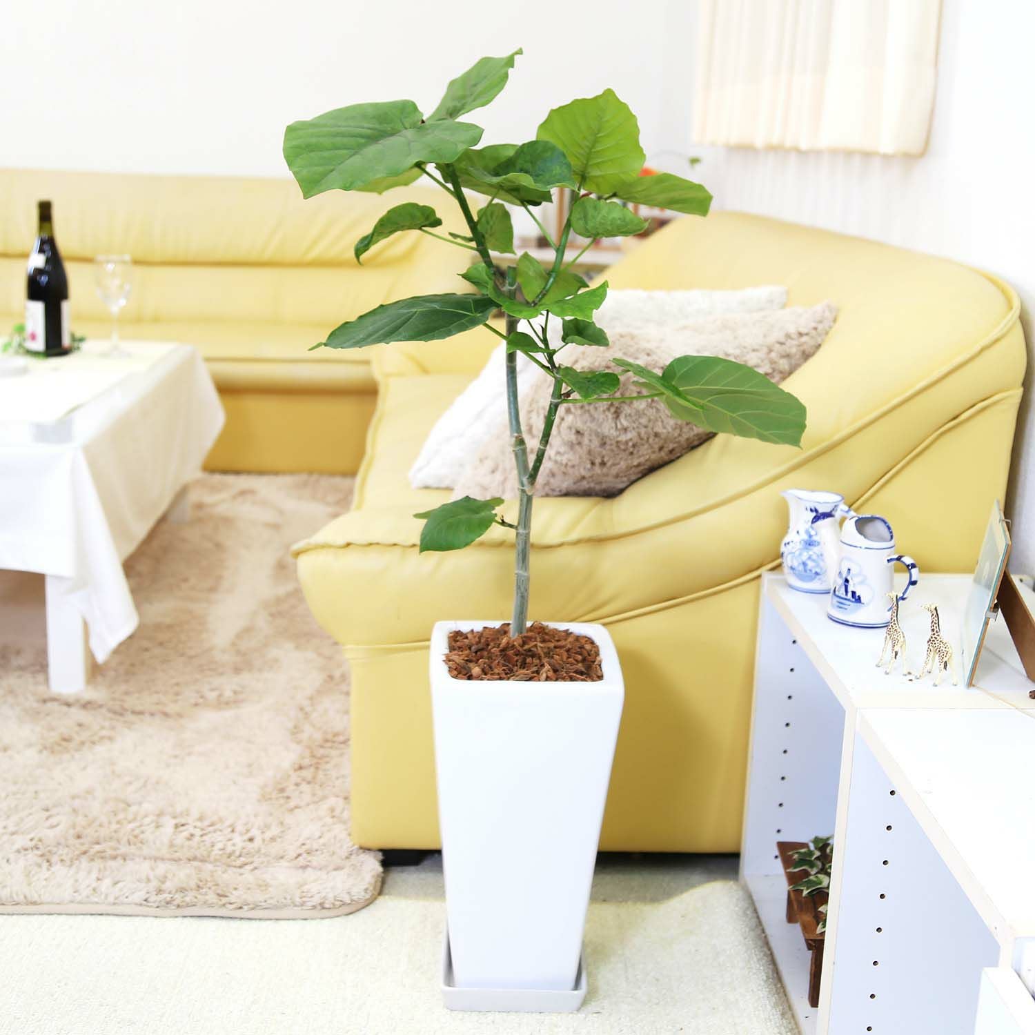 フィカス ウンベラータ 通販 販売｜観葉植物のブルーミングスケープ