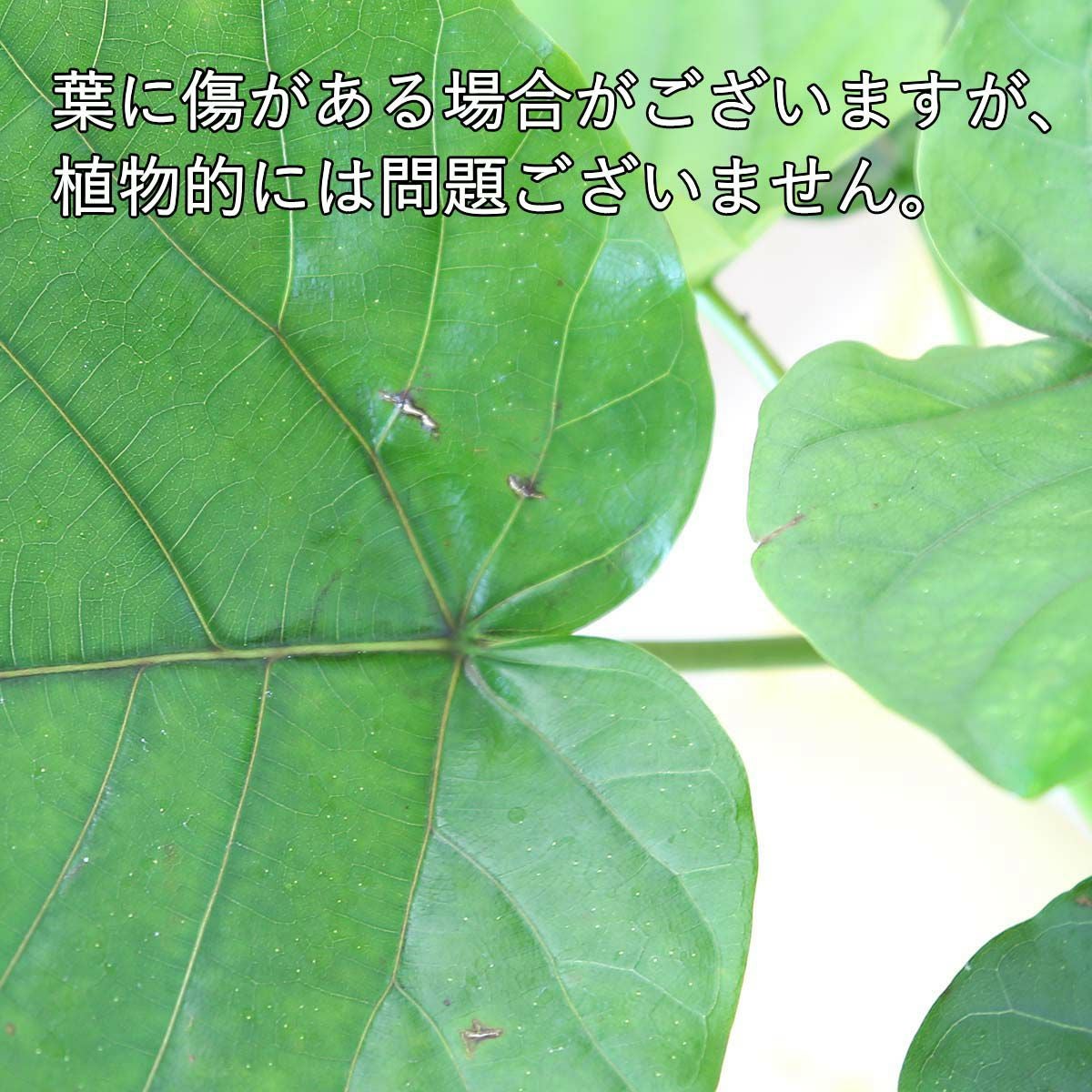 ウンベラータ
