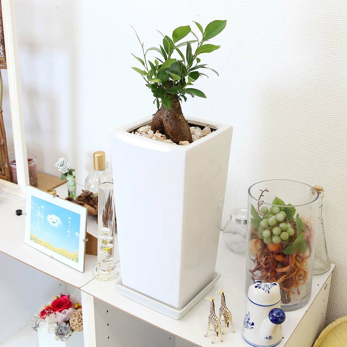 ガジュマル 6号 陶器鉢 通販 販売｜観葉植物のブルーミングスケープ