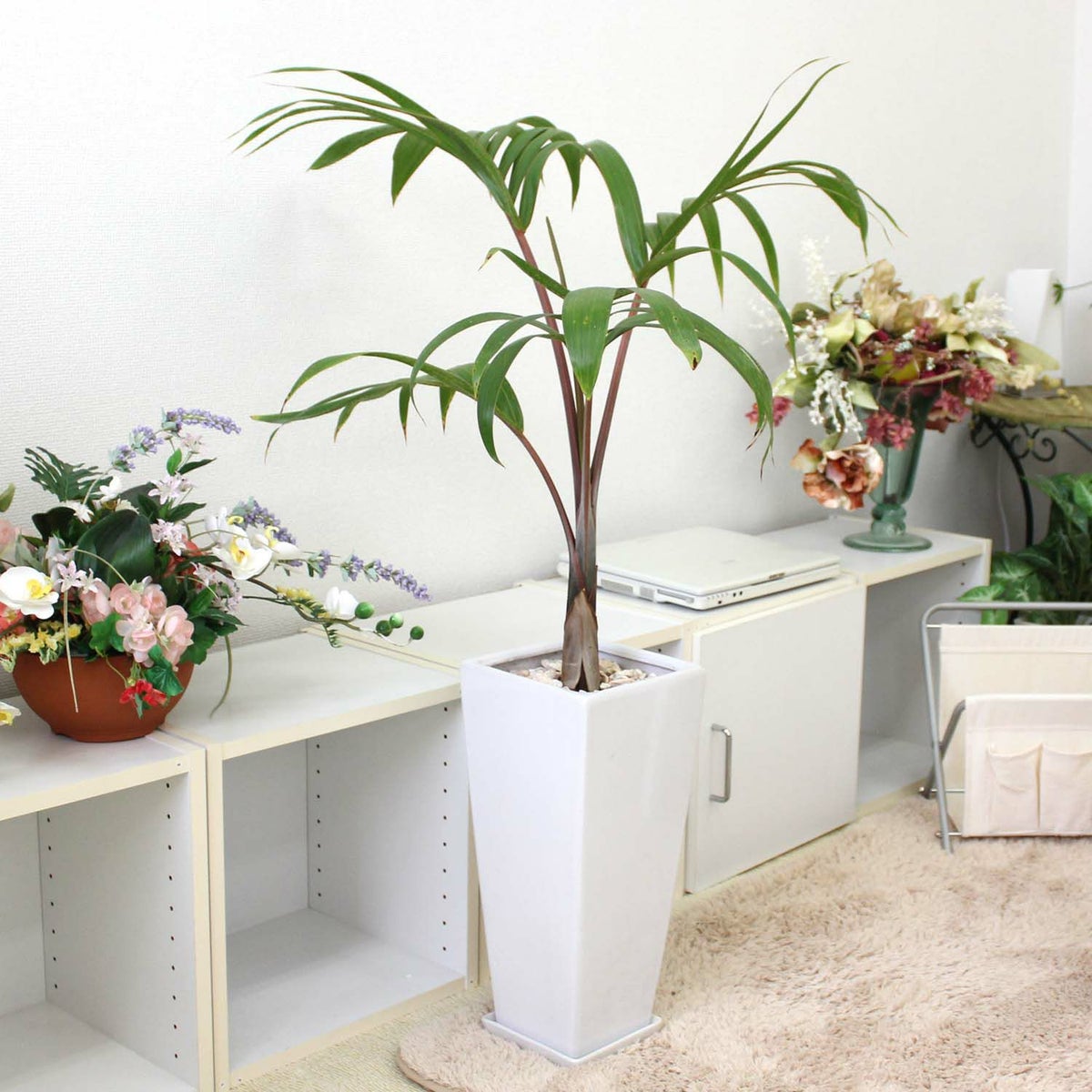 トックリヤシ 7号