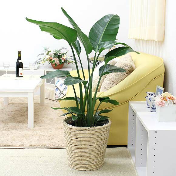 【急募8月末まで】【鉢付き】オーガスタ　観葉植物 オーガスタ 8号 | 観葉植物の通販ならHitoHana