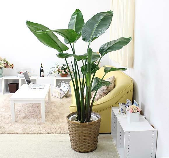 オーガスタ 10号 鉢カバー 通販 販売｜観葉植物のブルーミングスケープ