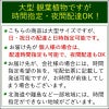 大型の観葉植物