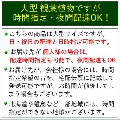 大型の観葉植物
