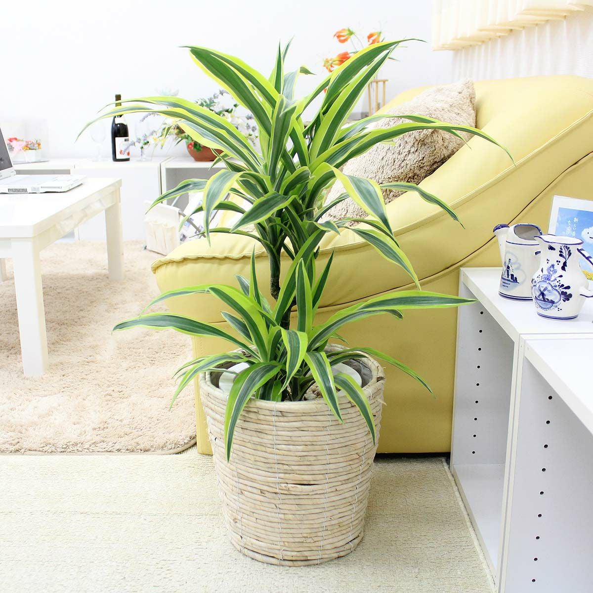 ドラセナ レモンライム 7号 ホワイト 通販 販売｜観葉植物の