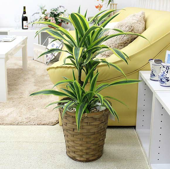 ドラセナ デレメンシス レモンライム 7号 単品 通販 販売｜観葉植物の