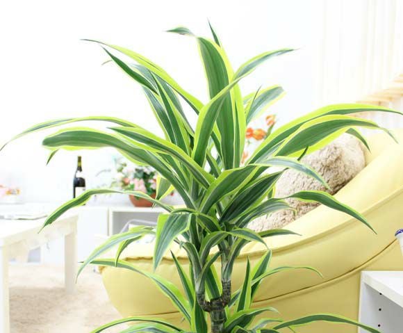 ドラセナ デレメンシス レモンライム 7号