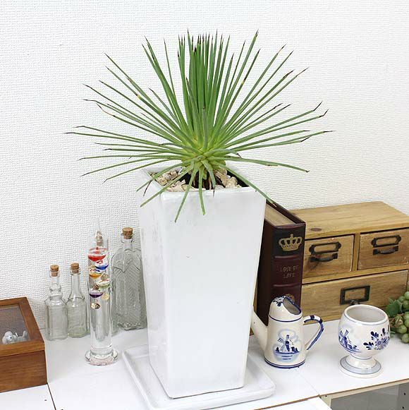 アガベ ストリクタ 吹上 通販 販売｜観葉植物のブルーミングスケープ