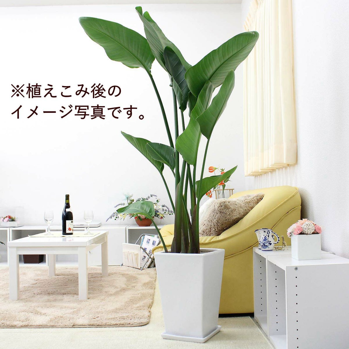 ホワイトスクエア陶器鉢（ストレート） Ｌ 10号用