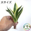  サンセベリア・ハニーボニーの種木
