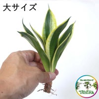  サンセベリア・ハニーボニーの種木