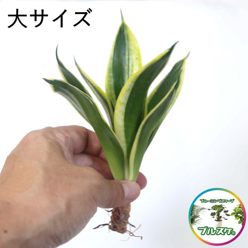  サンセベリア・ハニーボニーの種木