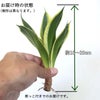  サンセベリア・ハニーボニーの種木