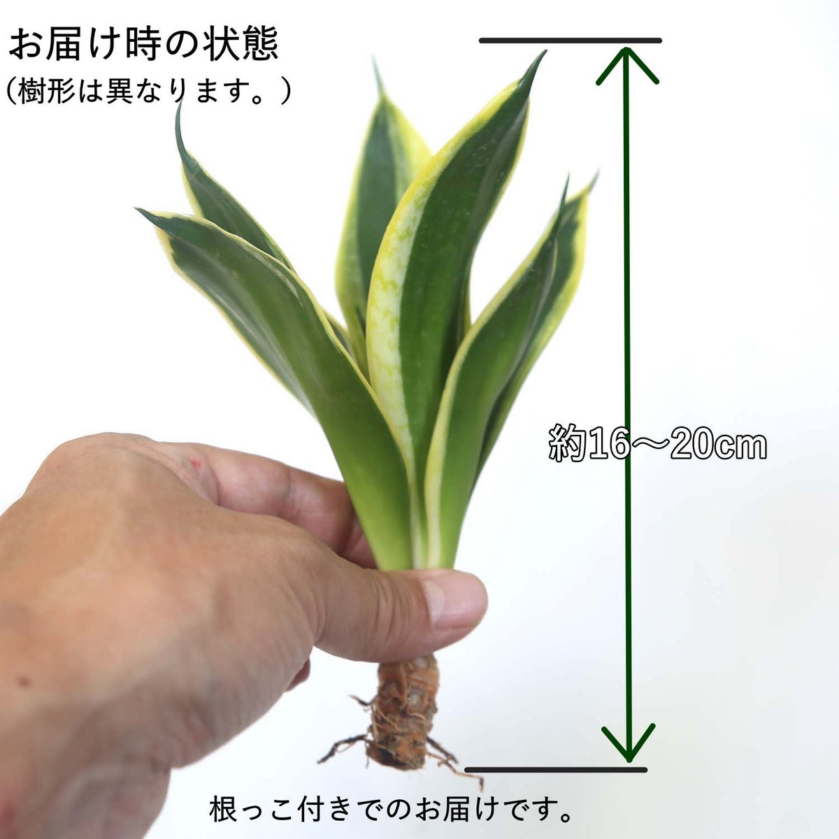  サンセベリア・ハニーボニーの種木